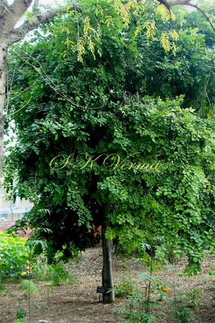  Plant